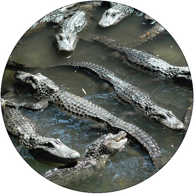 Alligator and Crocodile Pinback Buttons and Stickers