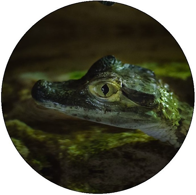 Alligator and Crocodile Pinback Buttons and Stickers