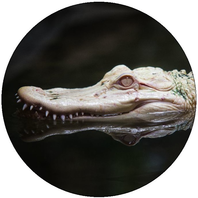 Alligator and Crocodile Pinback Buttons and Stickers