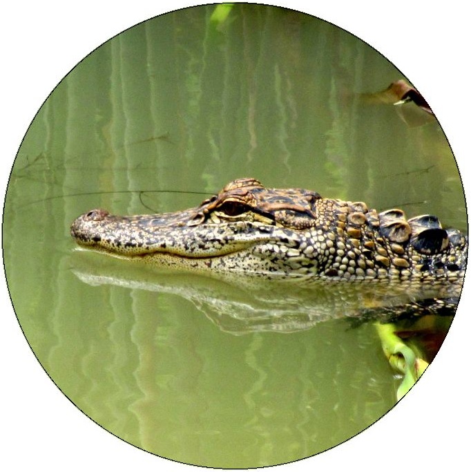 Alligator and Crocodile Pinback Buttons and Stickers