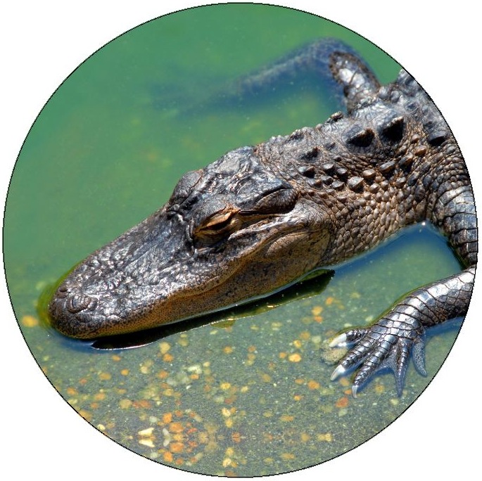 Alligator and Crocodile Pinback Buttons and Stickers