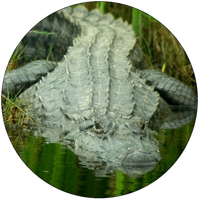 Alligator and Crocodile Pinback Buttons and Stickers