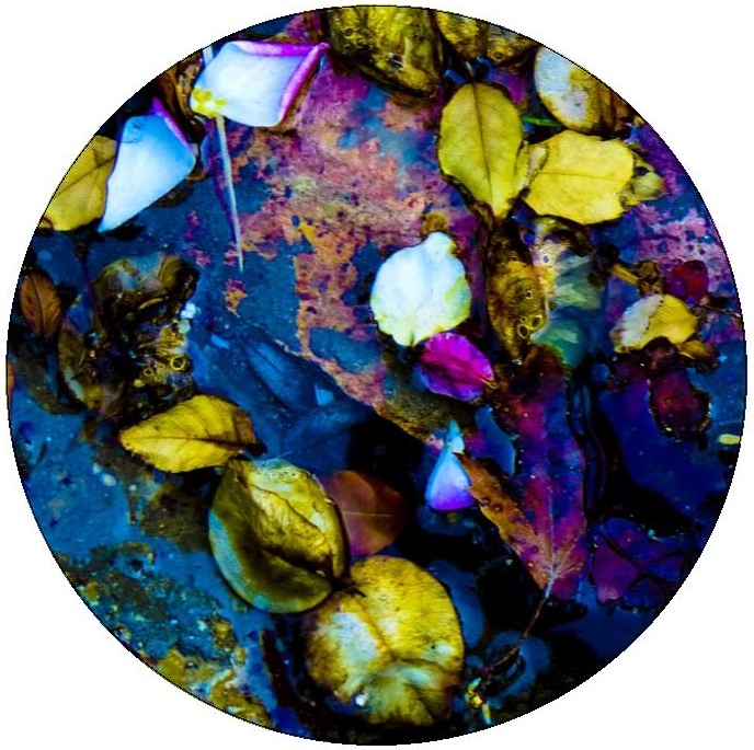 Autumn Leaves Pinback Buttons and Stickers