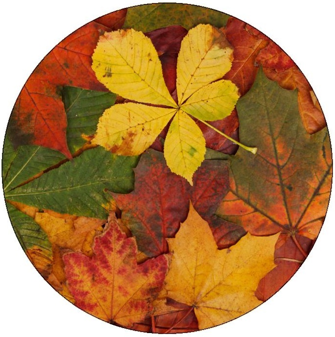 Autumn Leaves Pinback Buttons and Stickers