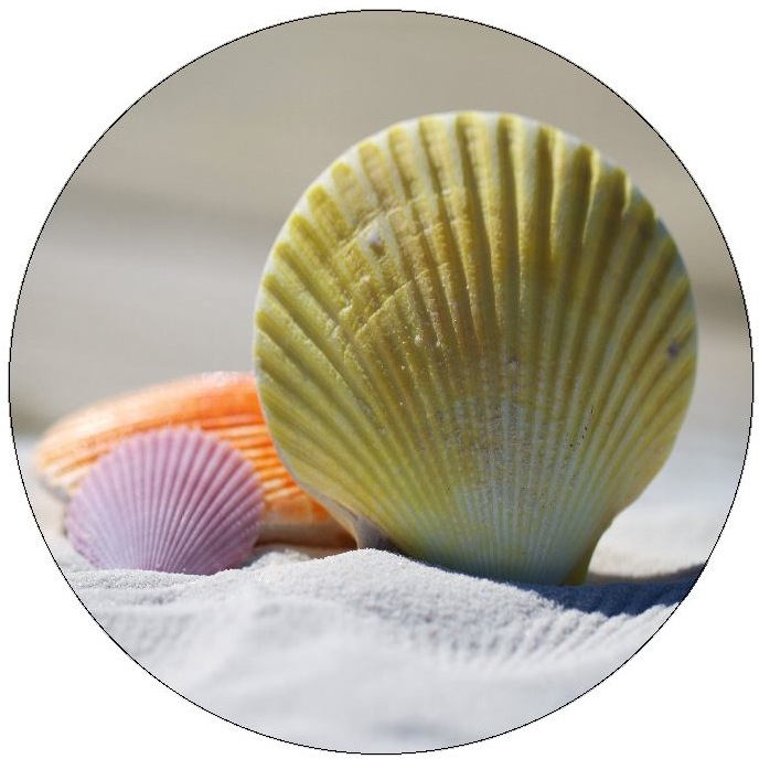 Sea Shell Pinback Buttons and Stickers