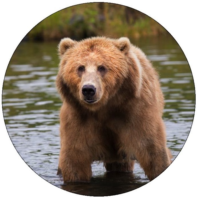 Bear Pinback Buttons and Stickers