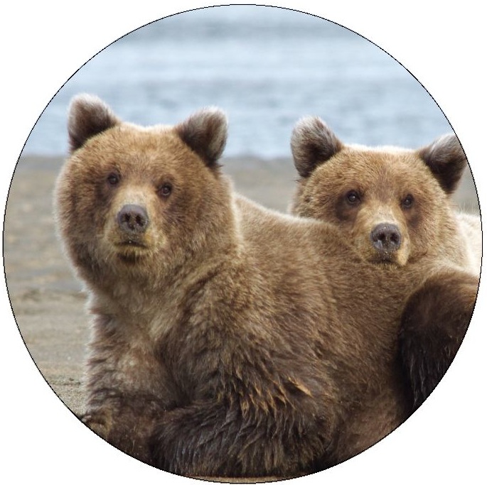 Bear Pinback Buttons and Stickers