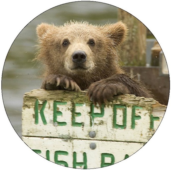 Bear Pinback Buttons and Stickers