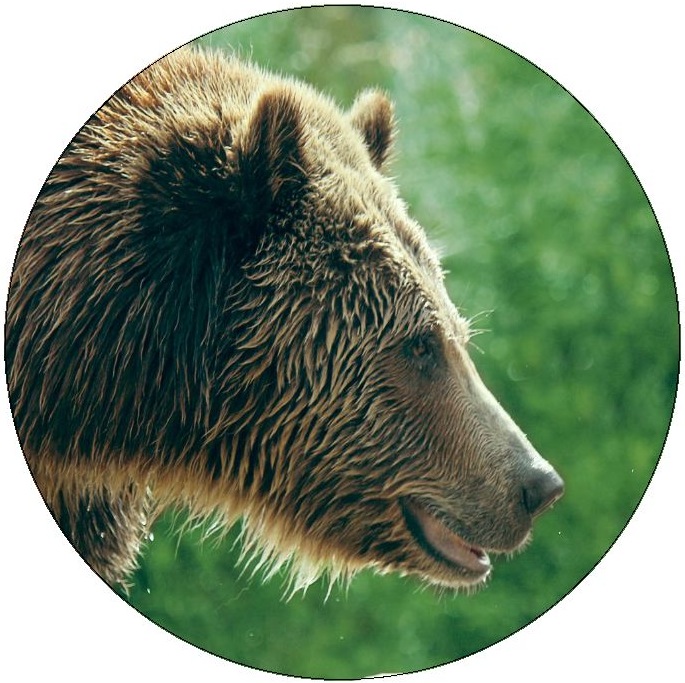 Grizzle Bear Pinback Buttons and Stickers