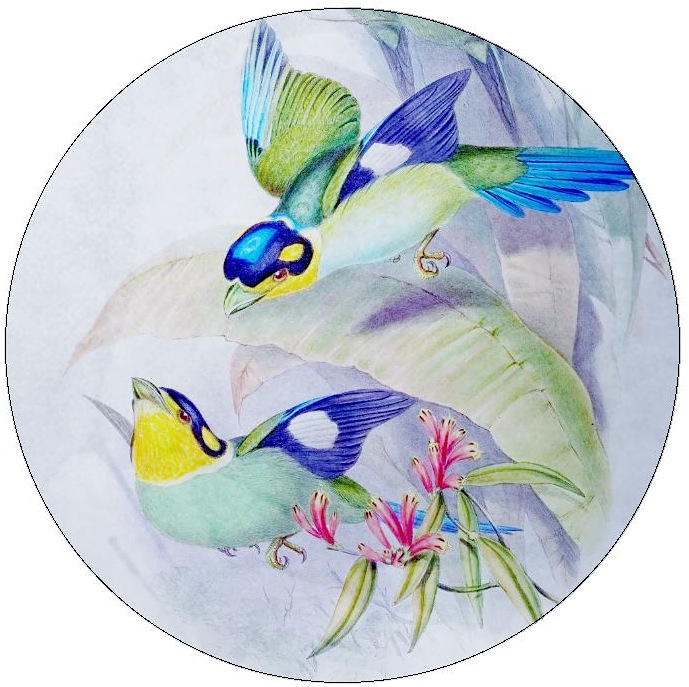 Bird Pinback Buttons and Stickers