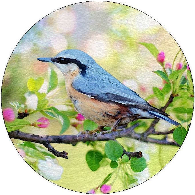 Bird Pinback Buttons and Stickers