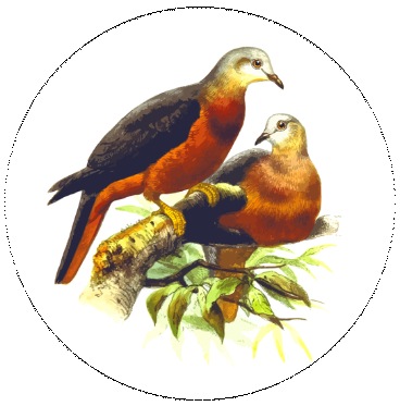Birds Pinback Buttons and Stickers