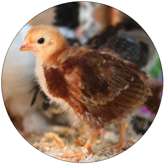 Chicken Pinback Buttons and Stickers