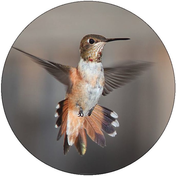 Humming Bird Pinback Buttons and Stickers