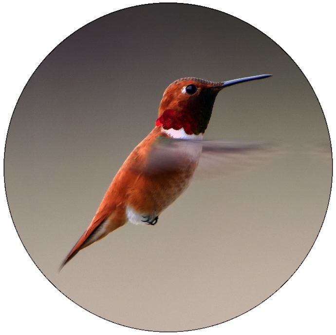 Humming Bird Pinback Buttons and Stickers