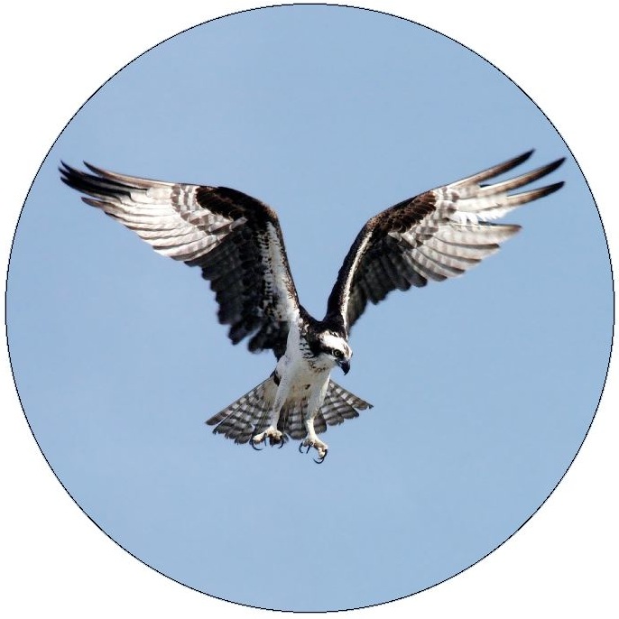 Osprey Pinback Buttons and Stickers