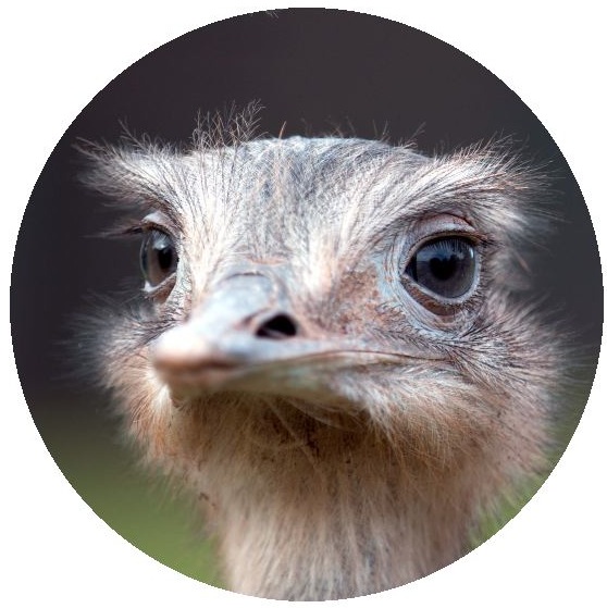 Ostrich Pinback Buttons and Stickers