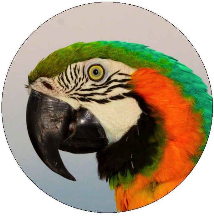 Bird Pinback Buttons and Stickers