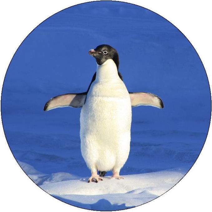 Penguin Pinback Buttons and Stickers