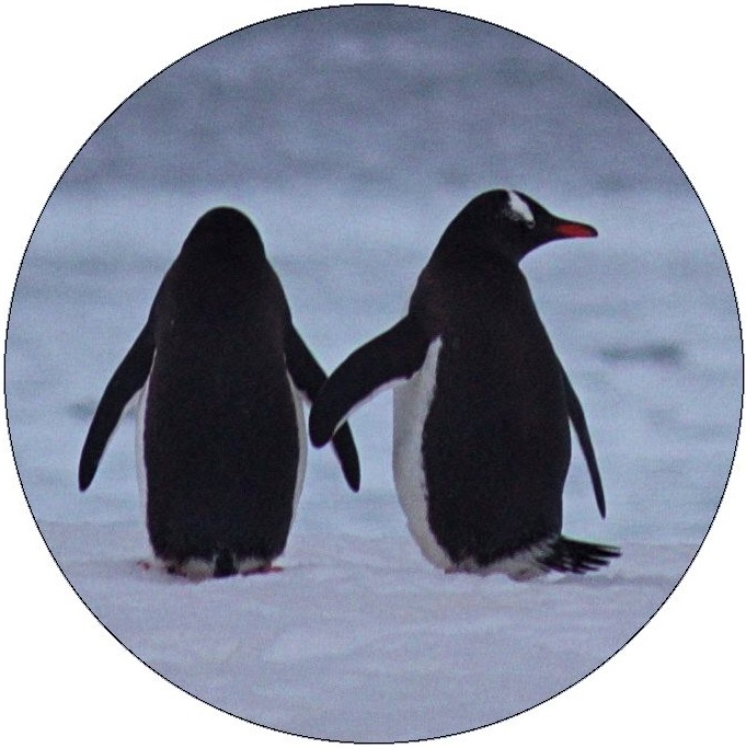 Penguin Pinback Buttons and Stickers