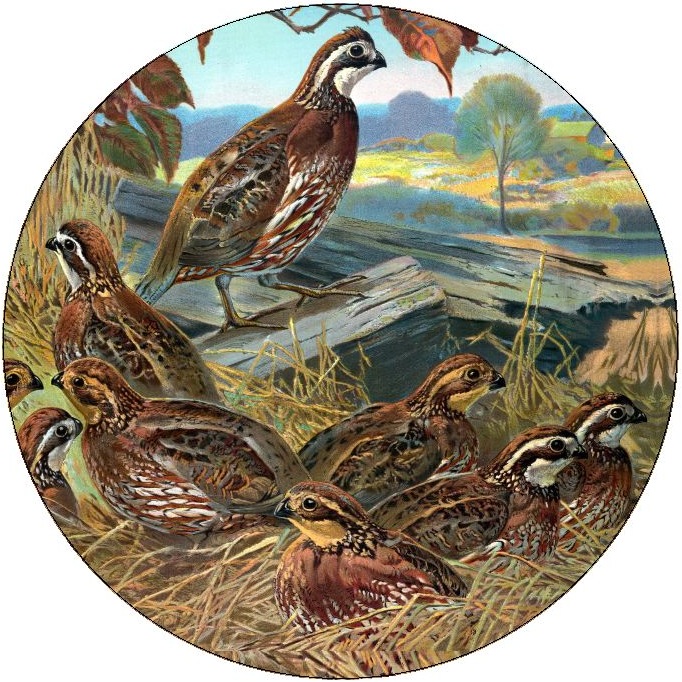 Quail Pinback Buttons and Stickers