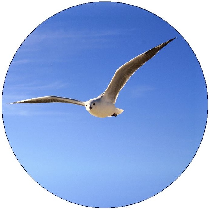 Seagull Pinback Buttons and Stickers