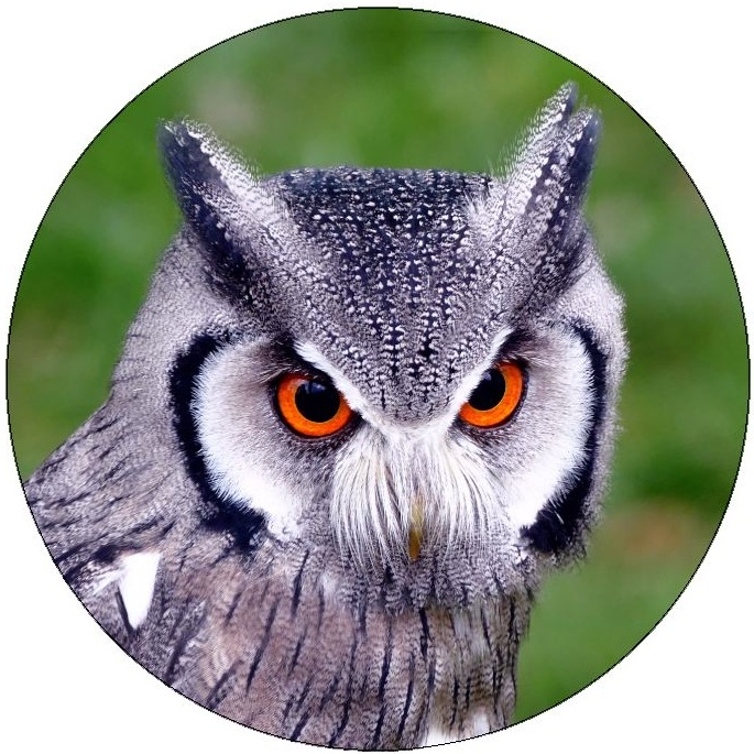 Southern White Face Owl Pinback Buttons and Stickers