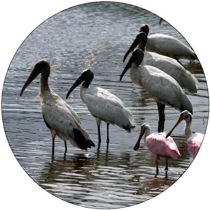 Spoonbill and Wood Stork Pinback Buttons and Stickers