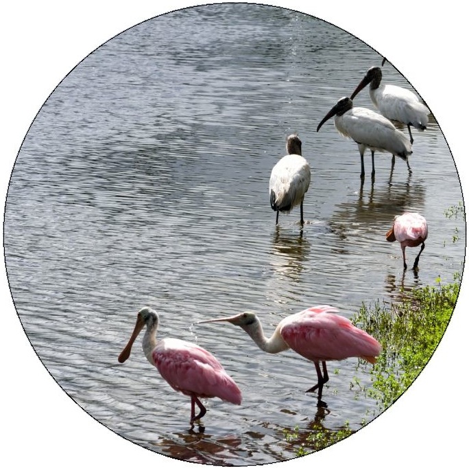 Spoonbill and Wood Stork Pinback Buttons and Stickers