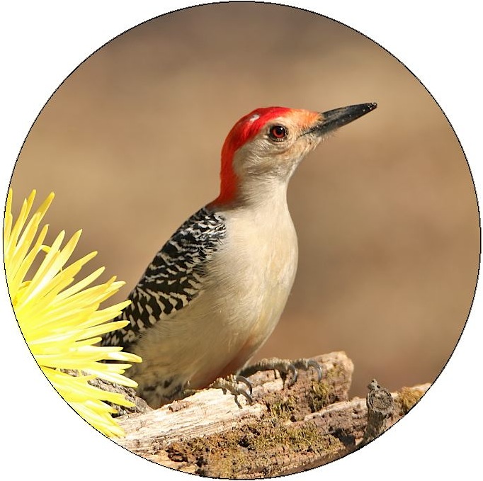 Woodpecker Pinback Buttons and Stickers