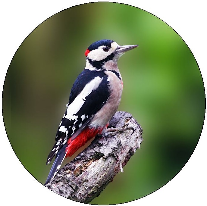 Woodpecker Pinback Buttons and Stickers