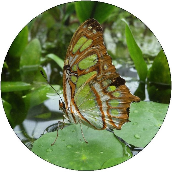 Butterfly Pinback Buttons and Stickers