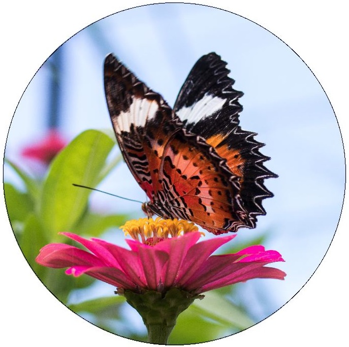 Butterfly Pinback Buttons and Stickers