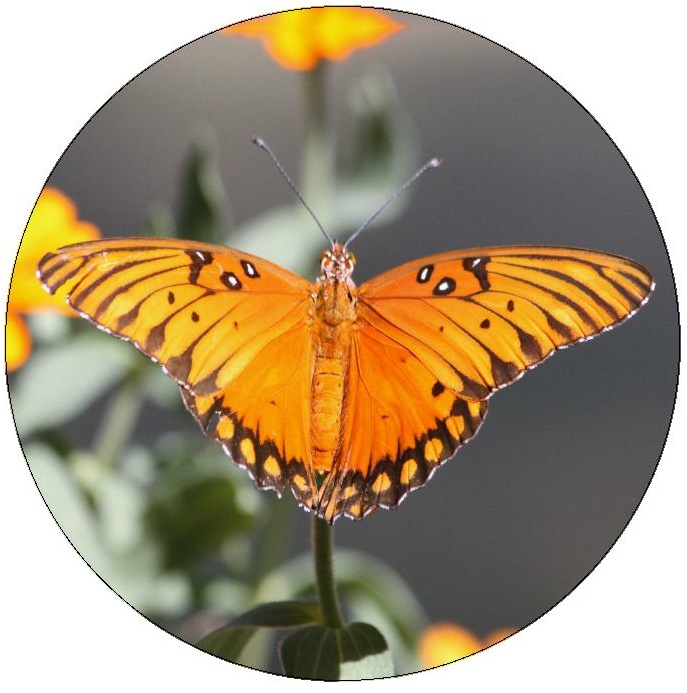 Butterfly Pinback Buttons and Stickers