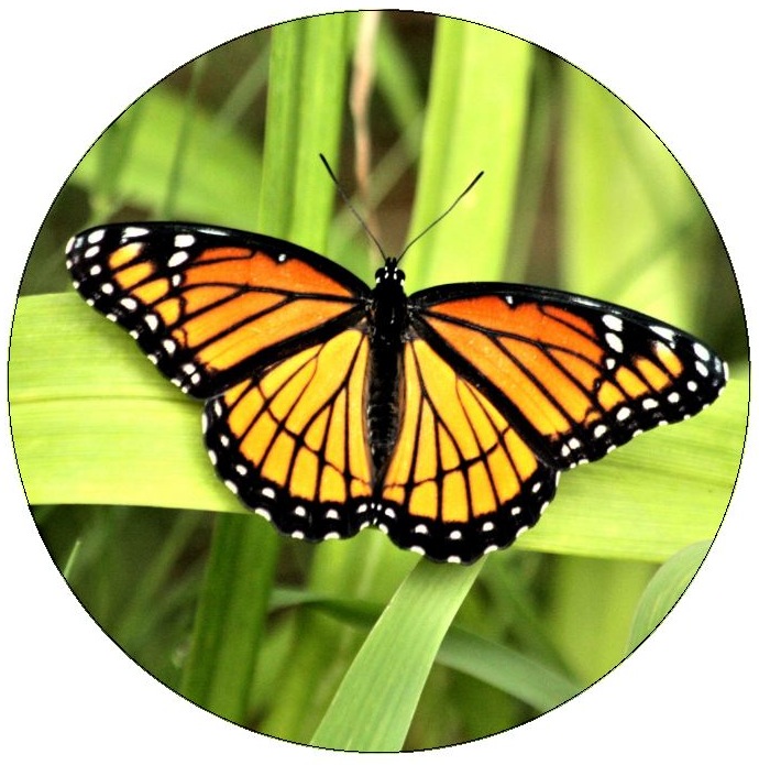 Butterfly Pinback Buttons and Stickers