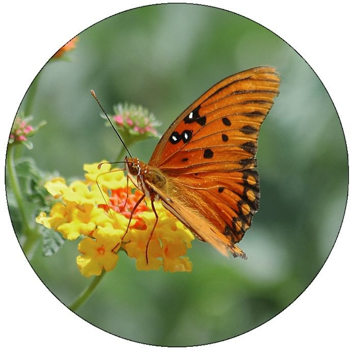 Butterfly Pinback Buttons and Stickers