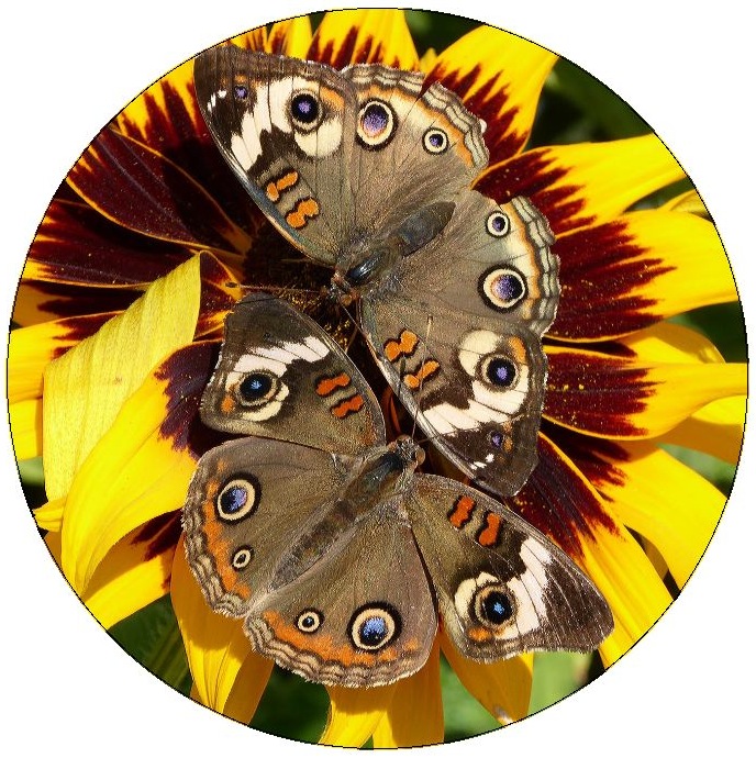 Butterfly Pinback Buttons and Stickers