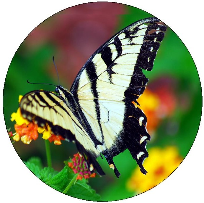 Butterfly Pinback Buttons and Stickers