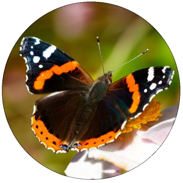 Butterfly Pinback Buttons and Stickers