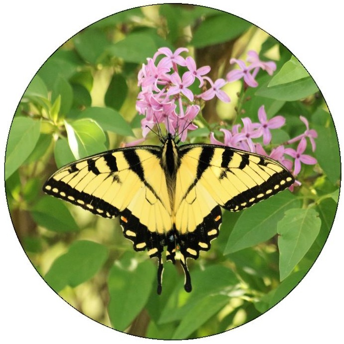 Butterfly Pinback Buttons and Stickers