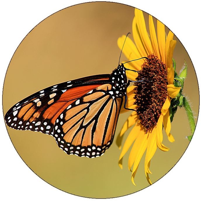 Butterfly Pinback Buttons and Stickers