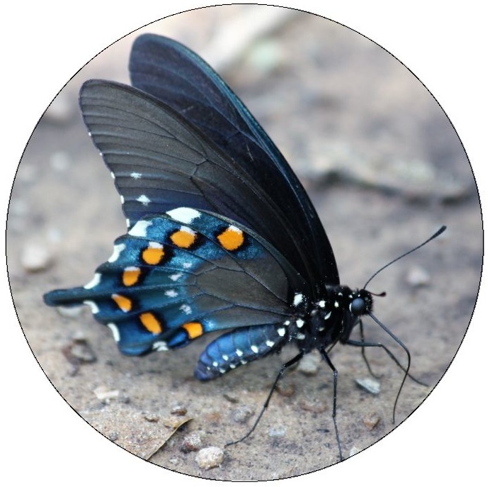 Butterfly Pinback Buttons and Stickers