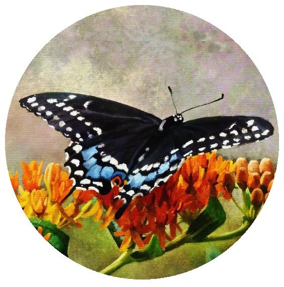 Butterfly Pinback Buttons and Stickers