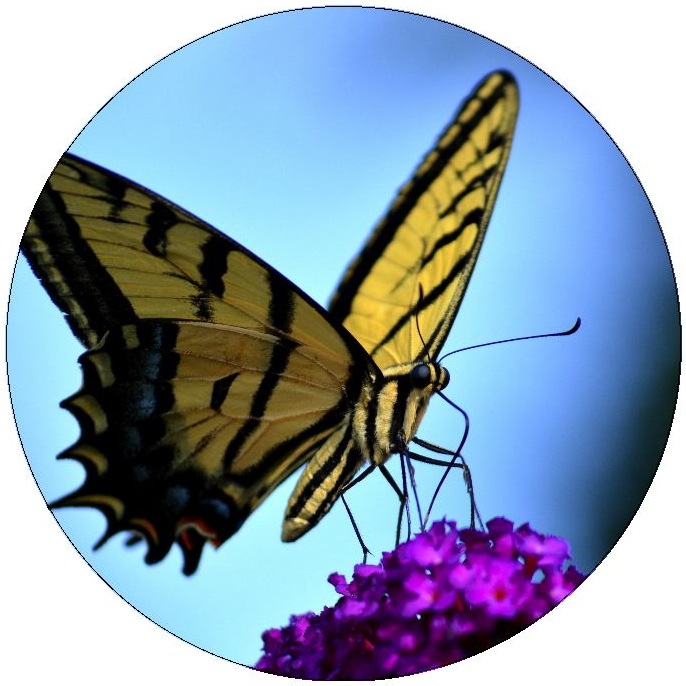 Butterfly Pinback Buttons and Stickers