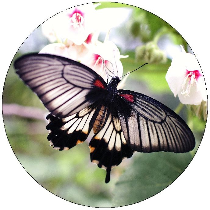 Butterfly Pinback Buttons and Stickers