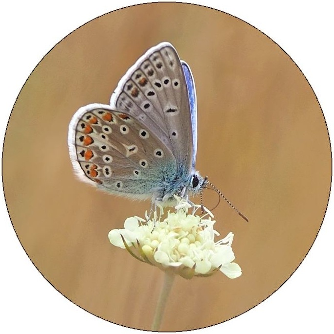 Butterfly Pinback Buttons and Stickers