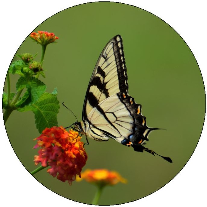 Butterfly Pinback Buttons and Stickers