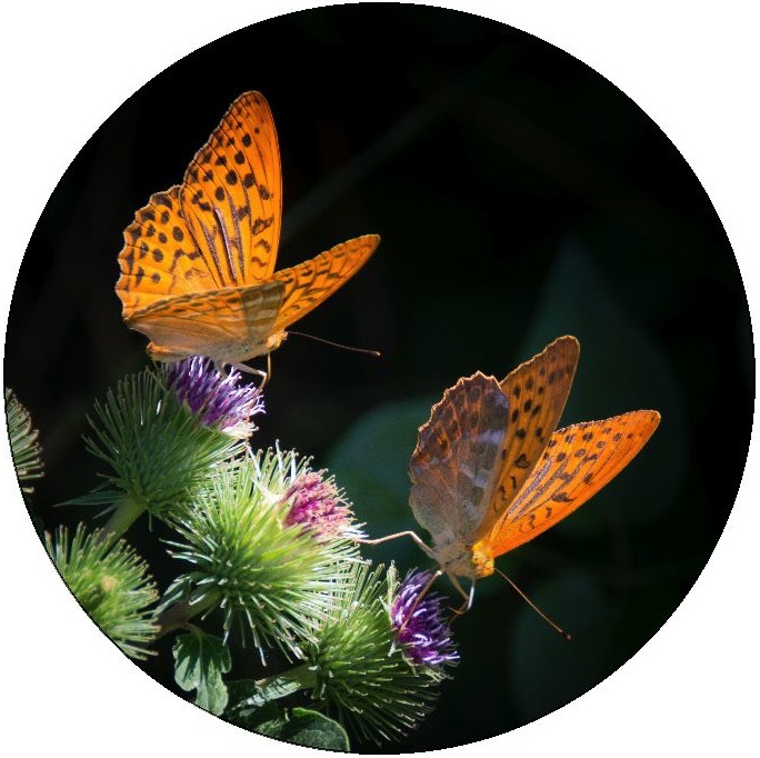 Butterfly Pinback Buttons and Stickers