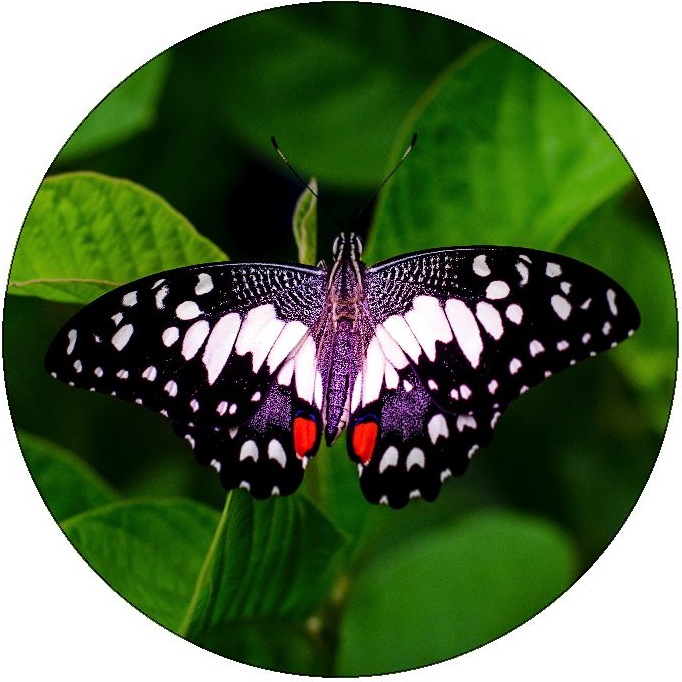 Butterfly Pinback Buttons and Stickers