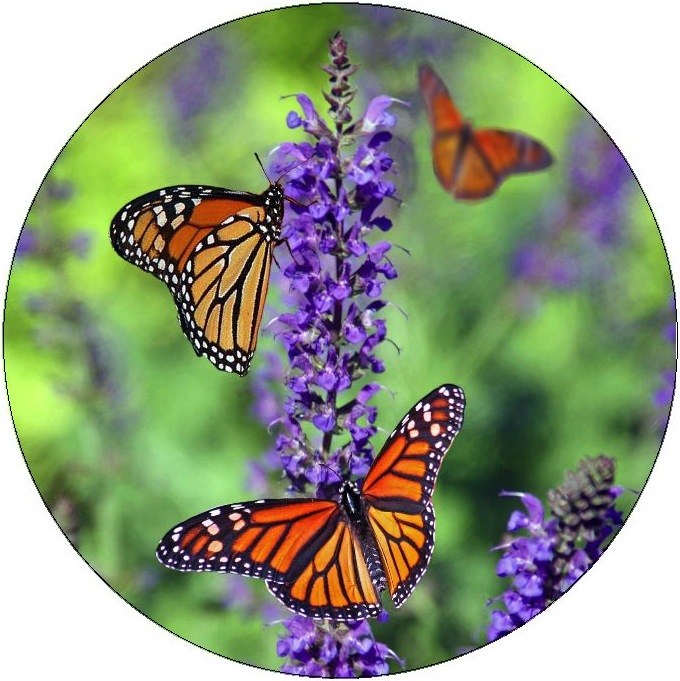 Butterfly Pinback Buttons and Stickers